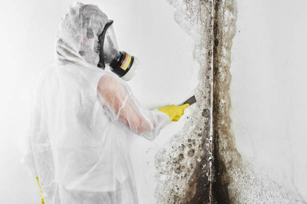 Best DIY Mold Remediation Support Services in Brown City, MI