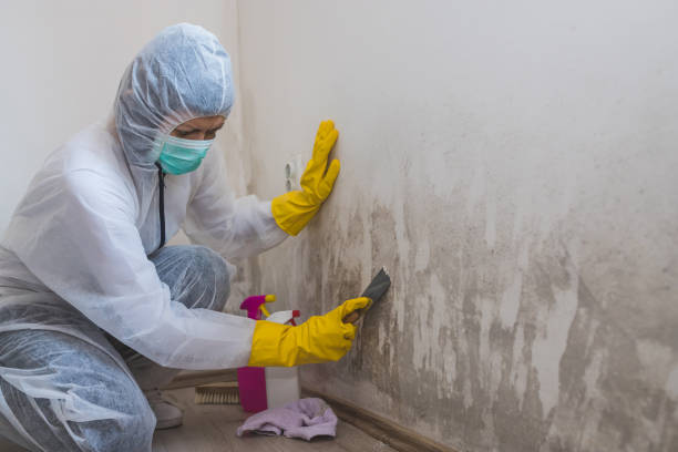 Best Post-Flood Mold Remediation in Brown City, MI