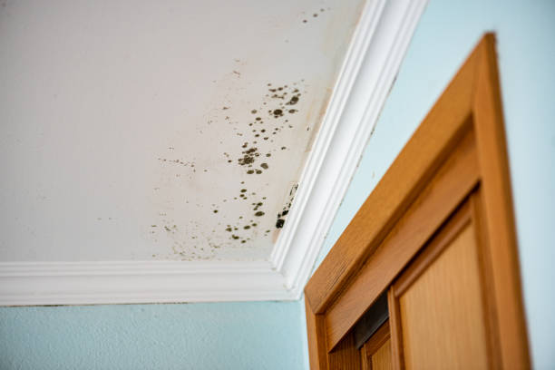 Best Residential Mold Remediation in Brown City, MI