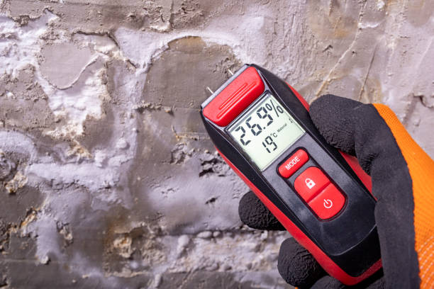 Best White Mold Remediation in Brown City, MI