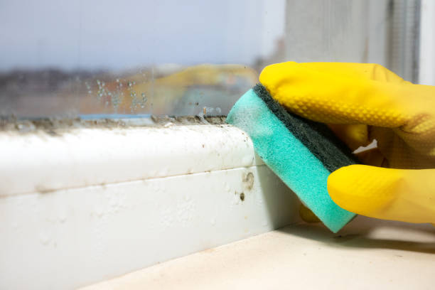 Best Bathroom Mold Remediation in Brown City, MI