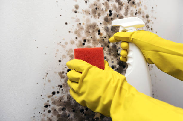 Best Mold Testing and Inspection Services in Brown City, MI