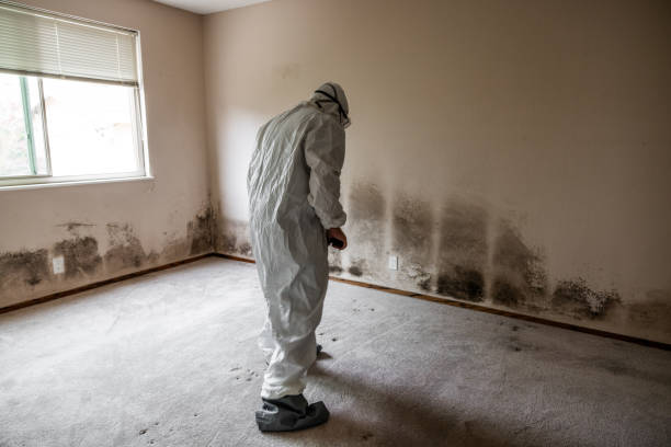 Best Emergency Mold Remediation in Brown City, MI