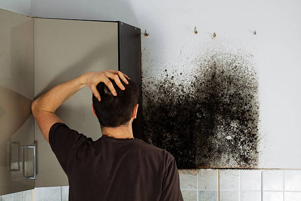 Best Black Mold Remediation in Brown City, MI